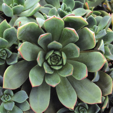 Silver red succulent