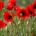 Anzac morning in the country, red poppies, rememberance, Anzac Day, Anzac in Australia
