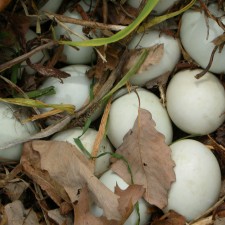 Duck eggs and gluten free cooking, organic foods, simple living, grow your own garden, self sufficiency , herb garden, organic gardening, free range eggs, duck eggs in nest