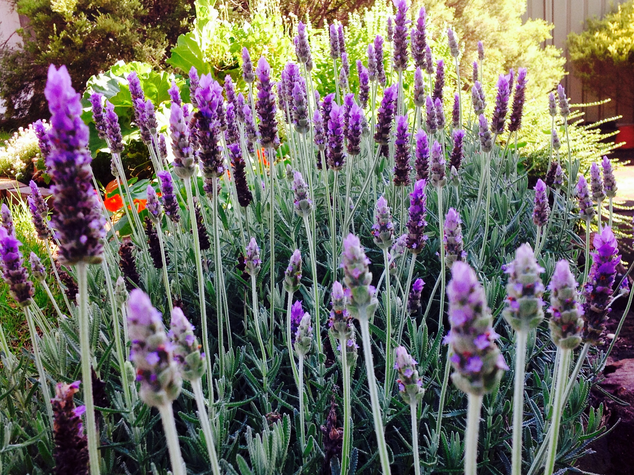 #Lavender, a garden hedge and lessons in patience, bees, circle of friends, garden, how to grow a hedge, Grow lavender, grow lavender from cuttings, hedging, home made, Lavender, make do, Memories, plant cuttings, Sharing, simple living, Transplant, vegetable garden, My lavender flowers