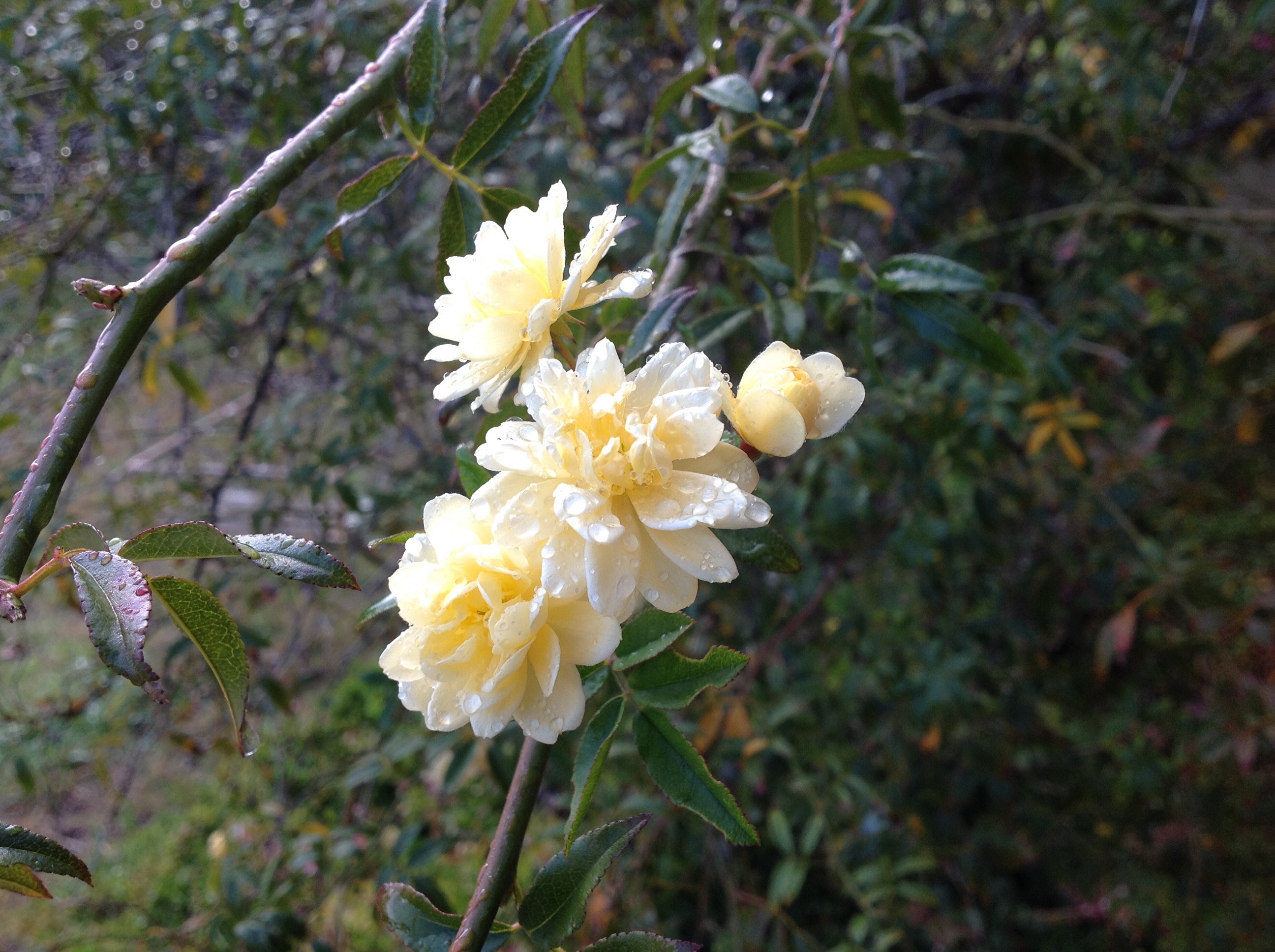 Flinders Medical Centre, fresh air, beauty of dew, dew, morning dew, banksia Rose with dew