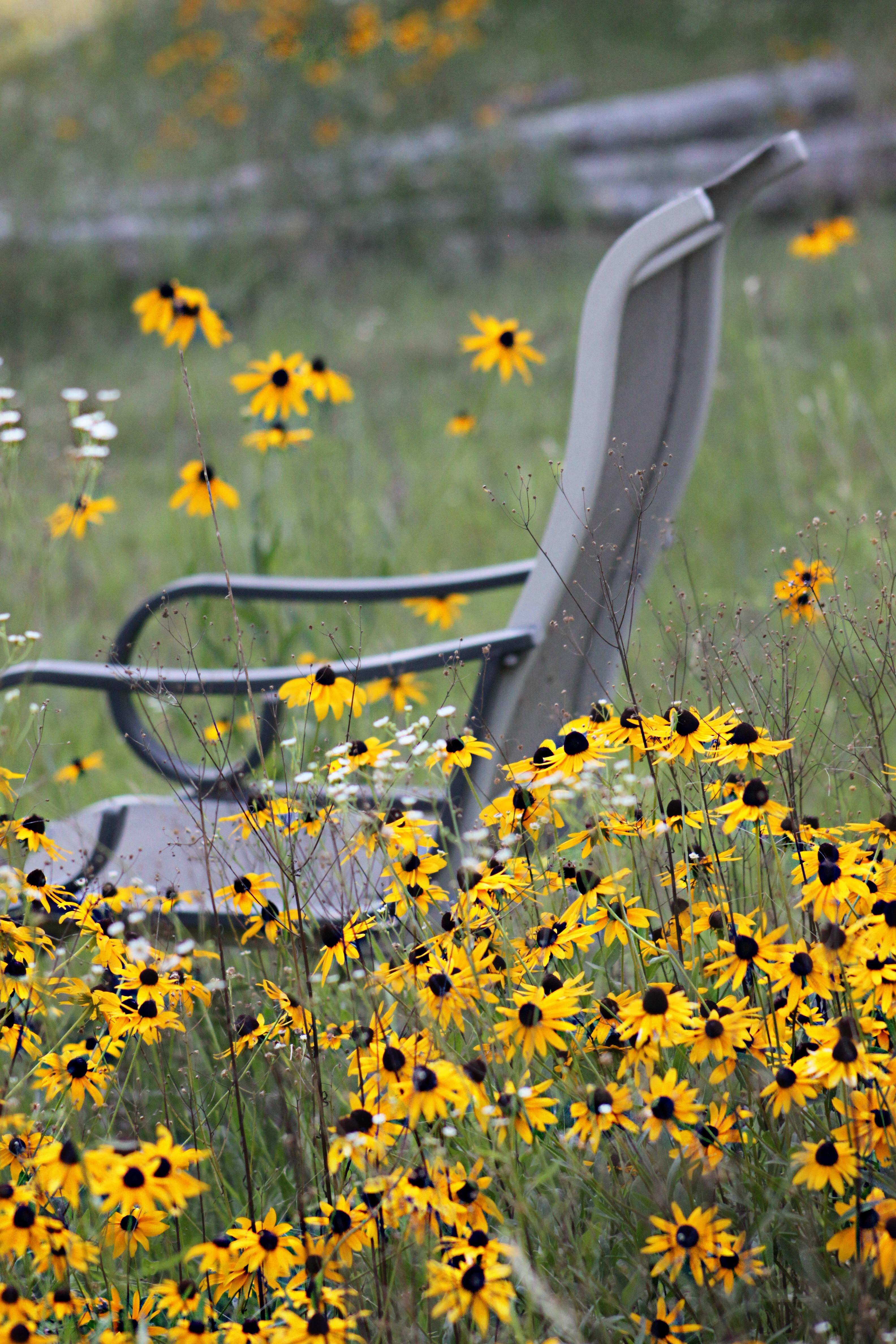 Connection, thankful Thursday, Flowers, wild flowers, Black-eyed Susan, field of wild flowers, contemplation, thankfulness, thank you, Gods gift, are we thankful, child like, 
