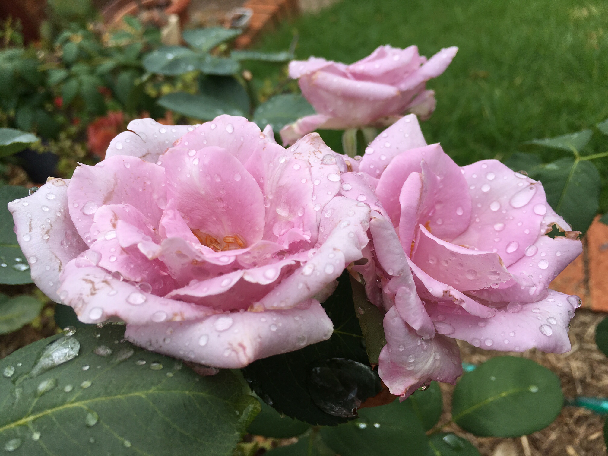 charged, refreshing rain, walking in the rain, stop and look at the rain, #itsraining, #coolchange, watering lawns, care for lawns, soaker hose for deep watering, golden rain tree, roses