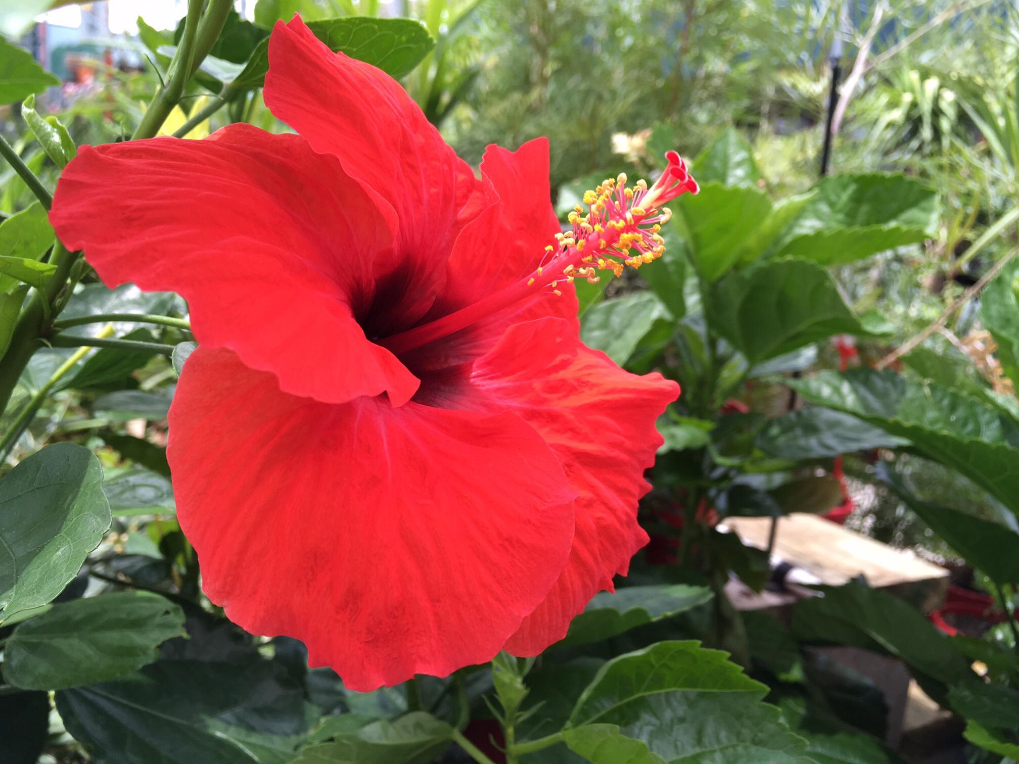 Joyfulness,  red Hibiscus, hardy colour for the garden