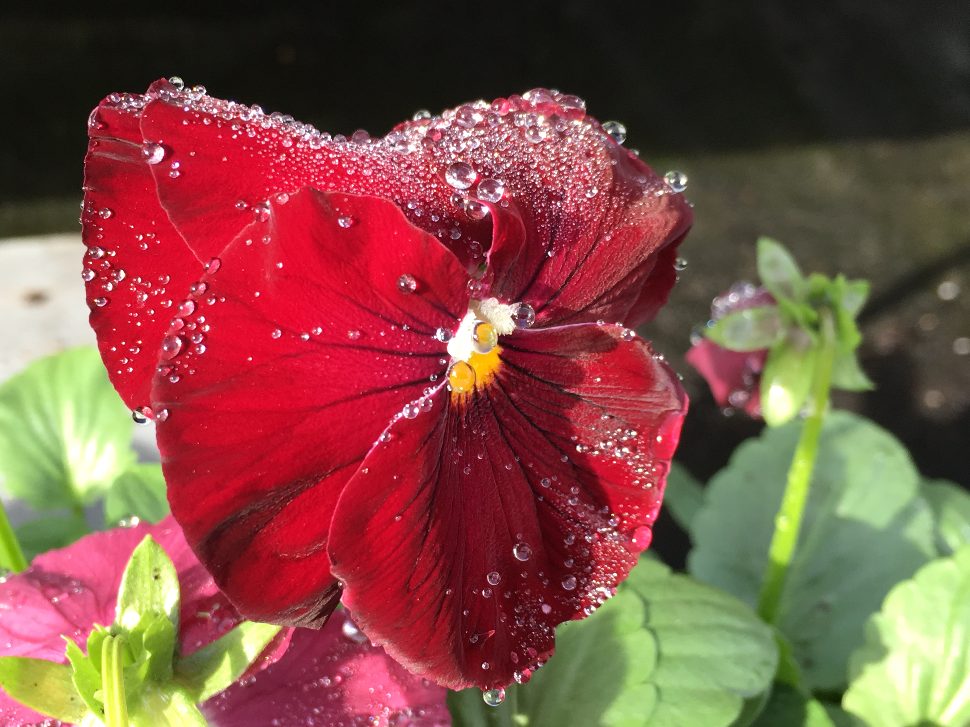 Treasures on a Saturday, treasures found on a Saturday, Bunnings potted colour, Dianthus , morning dew, Pansy, free things to lift the soul, explore the garden with children, see through the eyes of a child